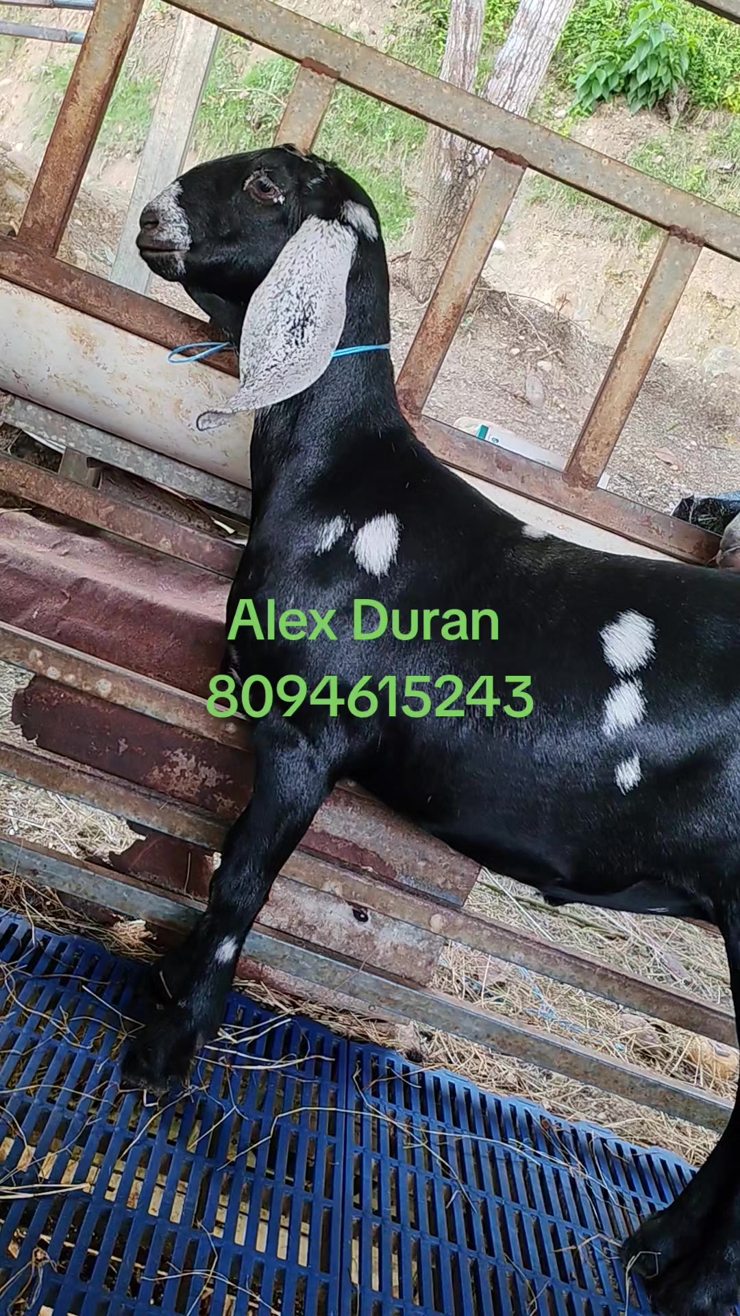 @alexduran7558