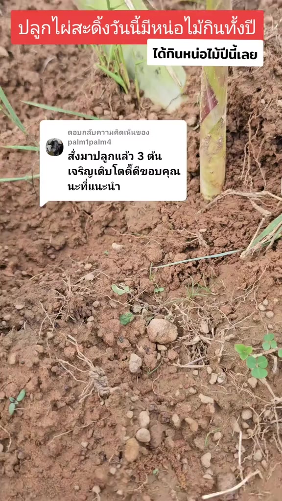 @นัดดาชอป