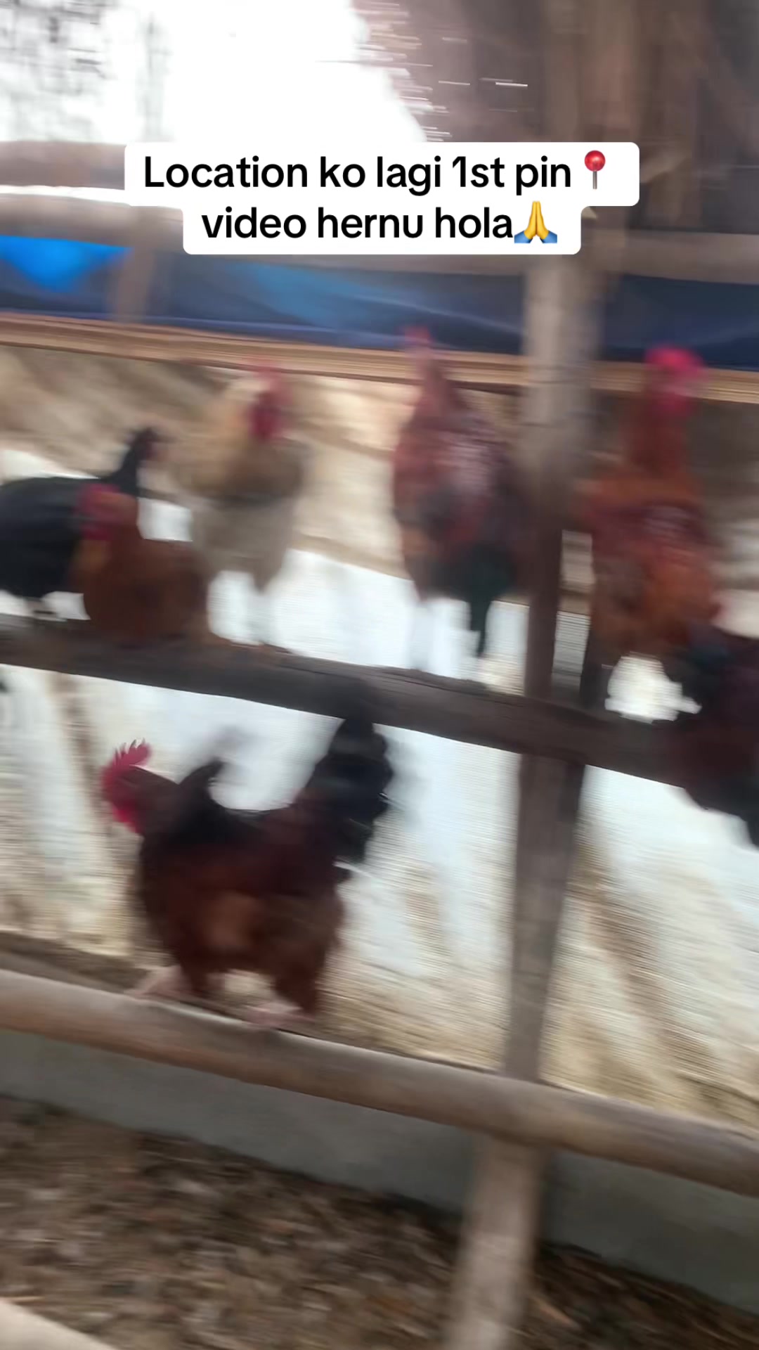 @Poudel Poultry Farm 🐔
