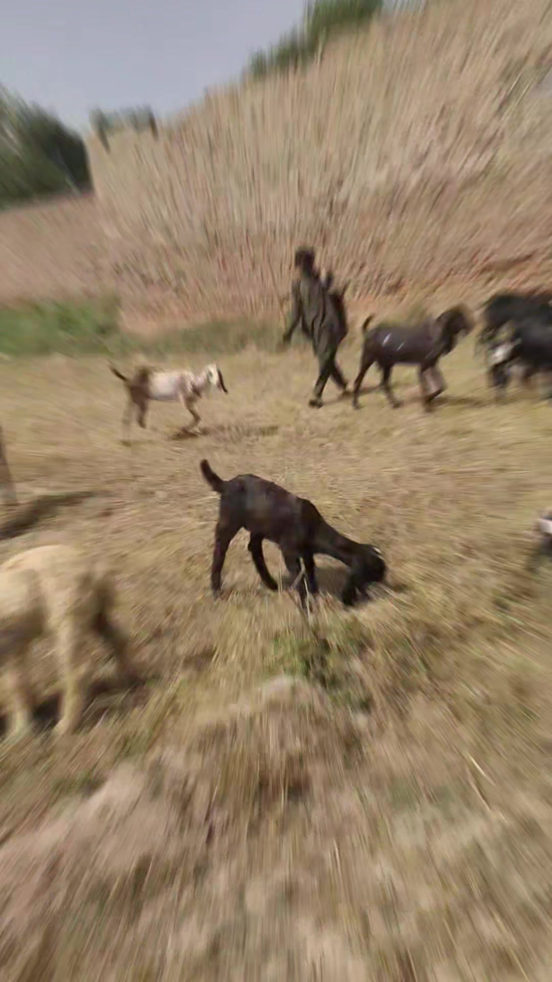 @Alsyed Goat Farm
