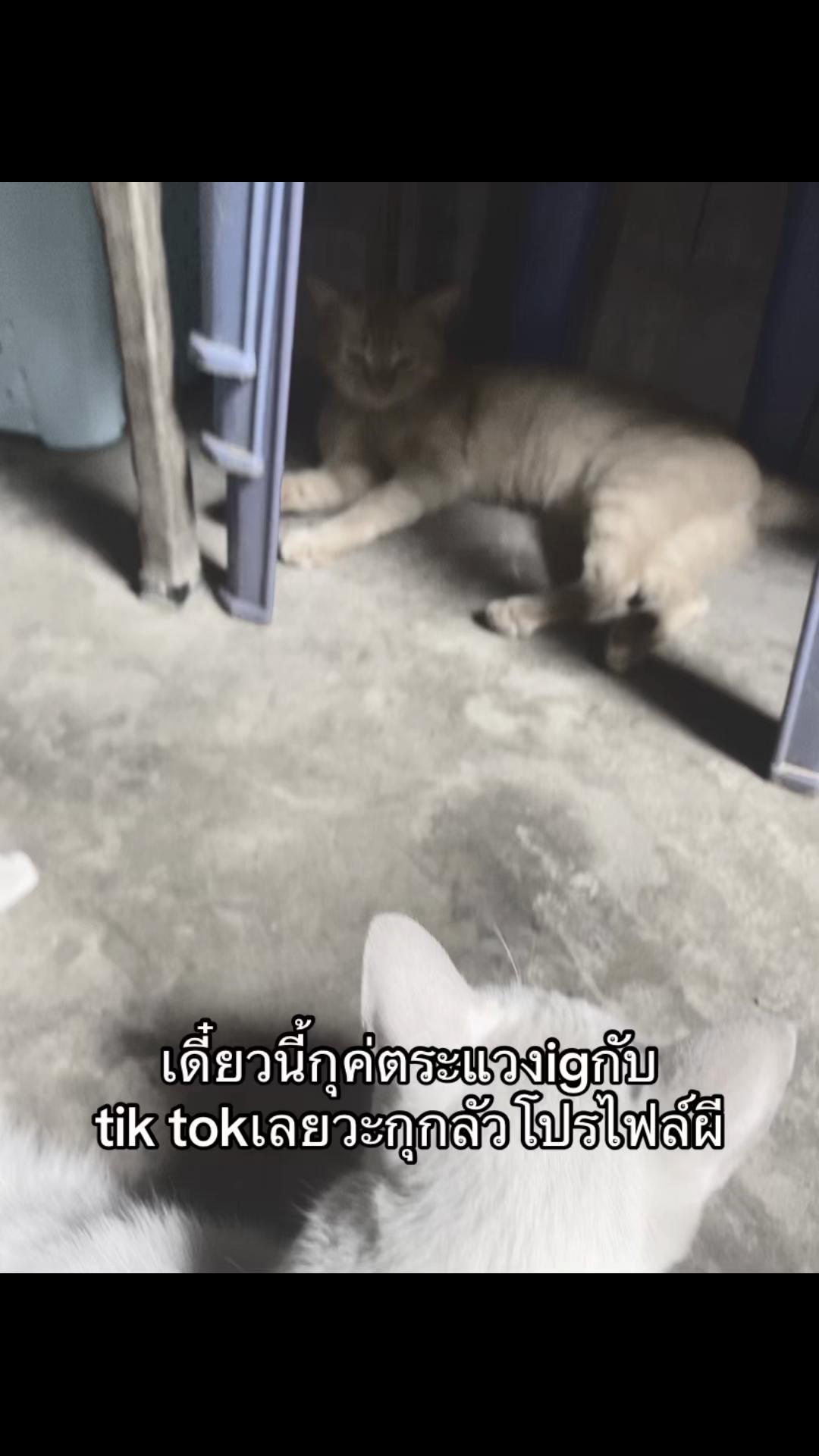 @กุก้าย