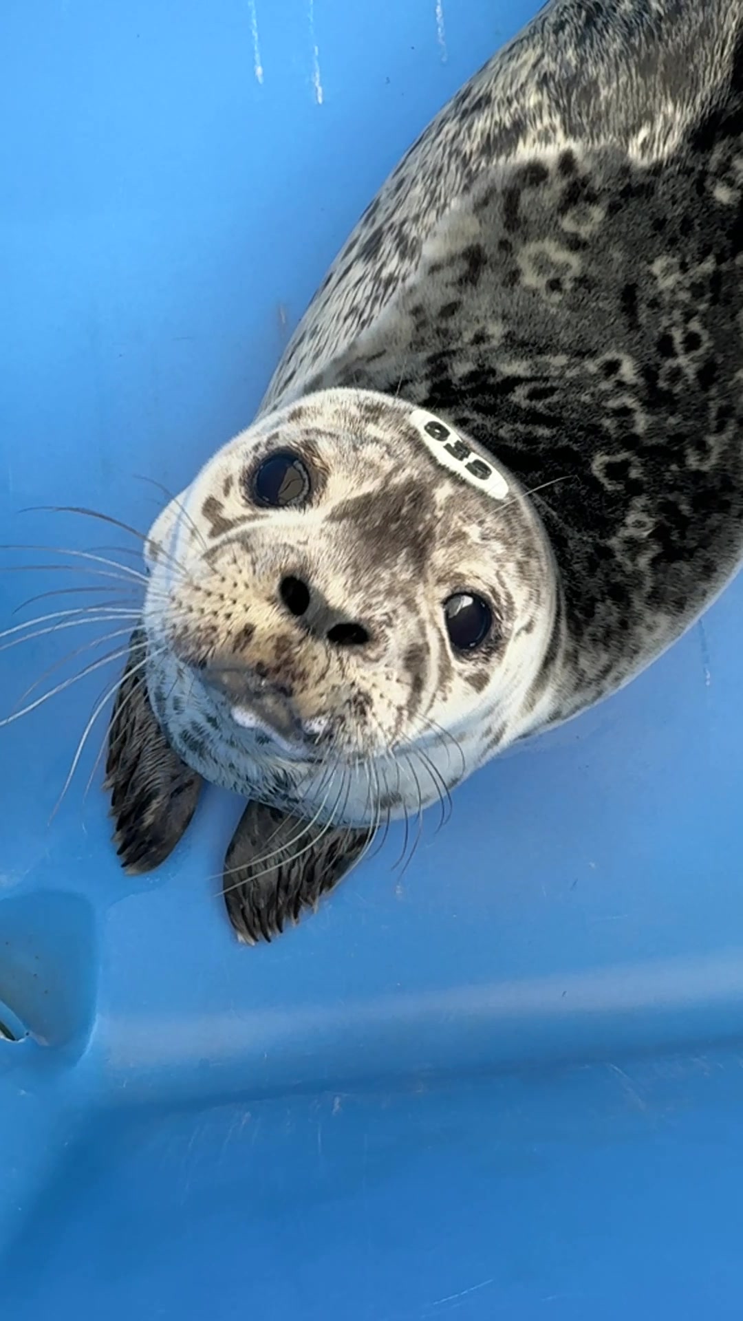 @Marine Mammal Rescue Society