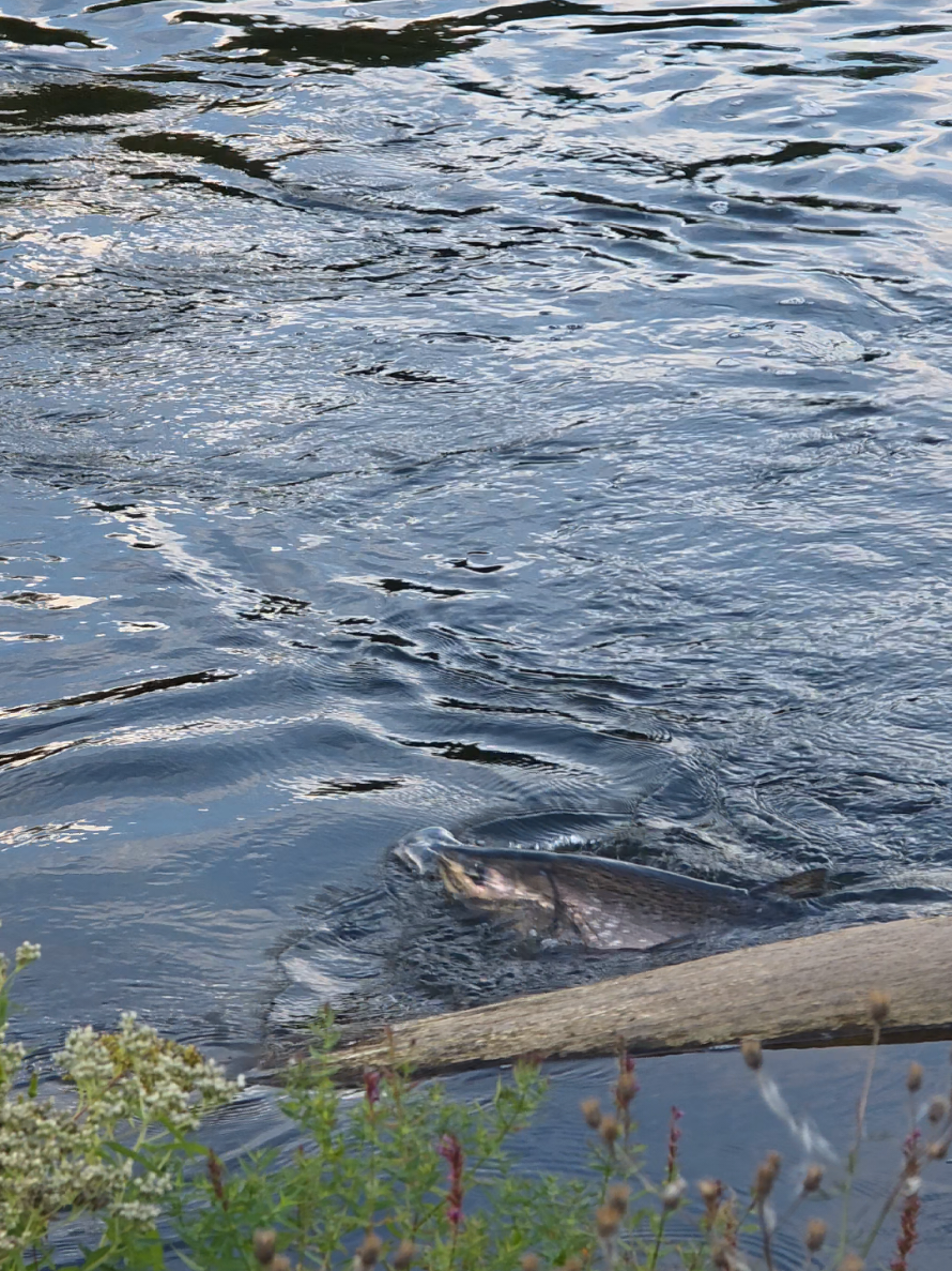 @the360angler