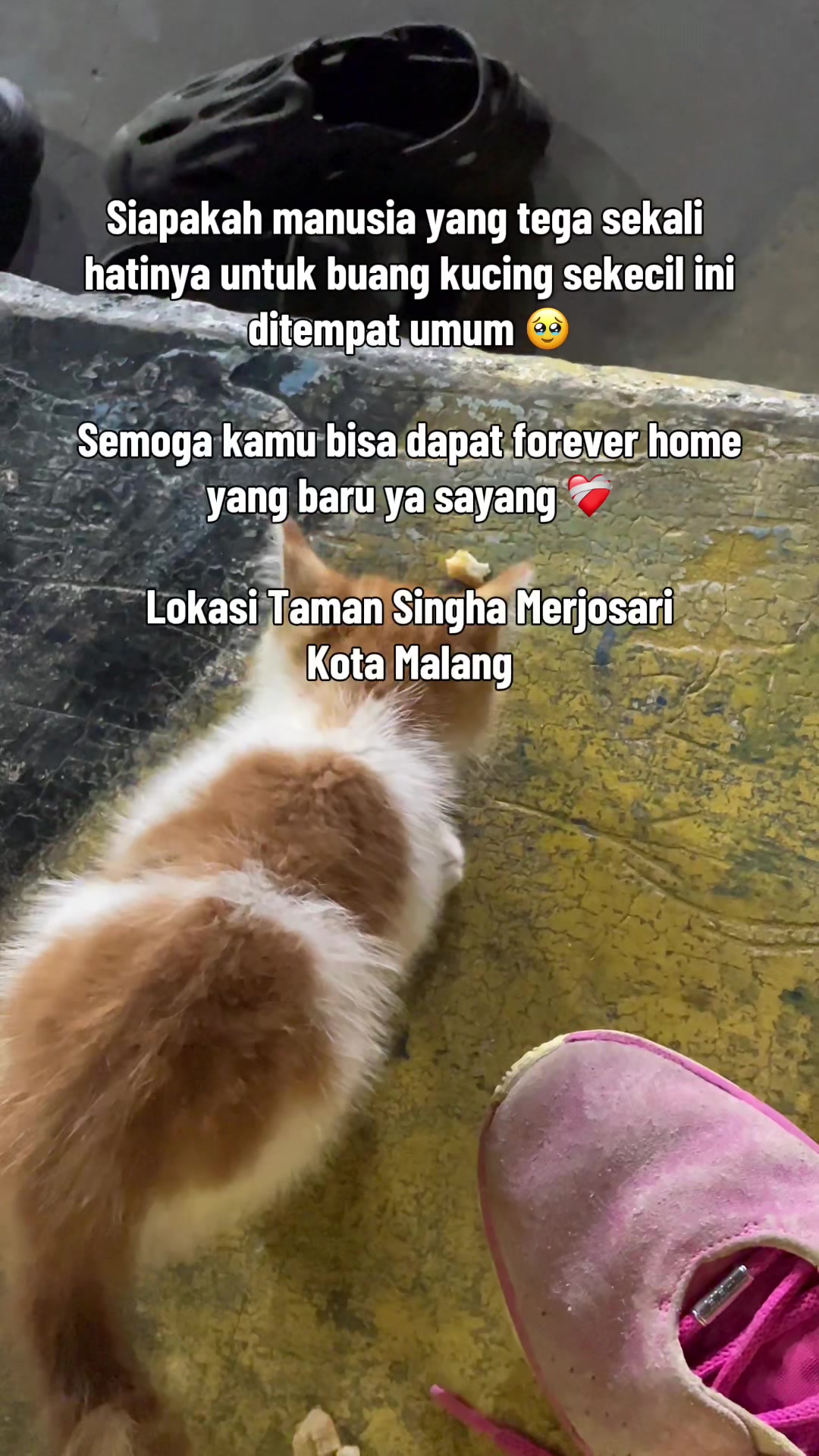 @biskuit&cimul