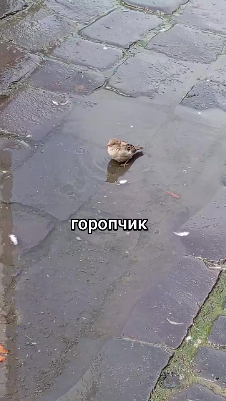 @вездещящий.🇺🇦