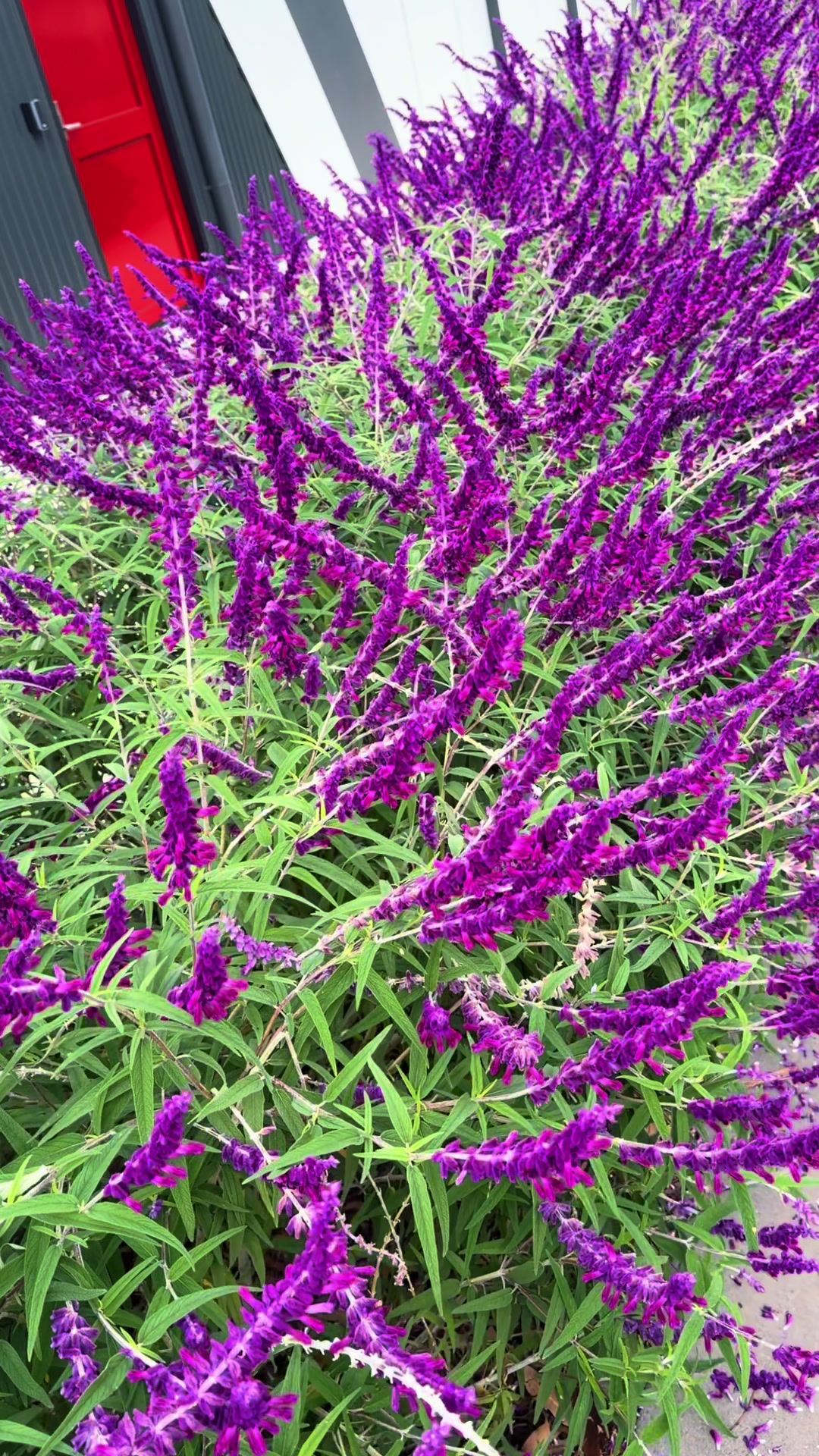 @𝐅𝐥𝐨𝐫𝐚 𝐅𝐥𝐨𝐫𝐚𝐥