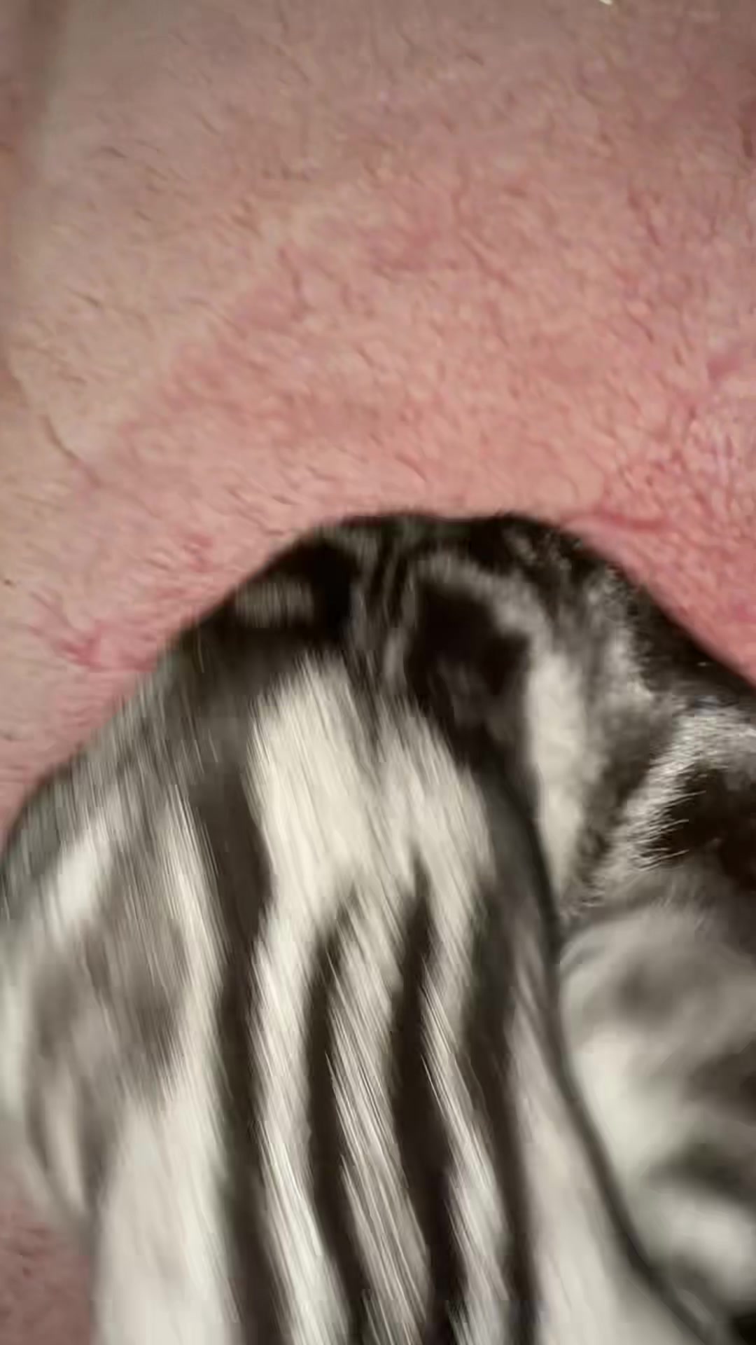 @パンダコンダ