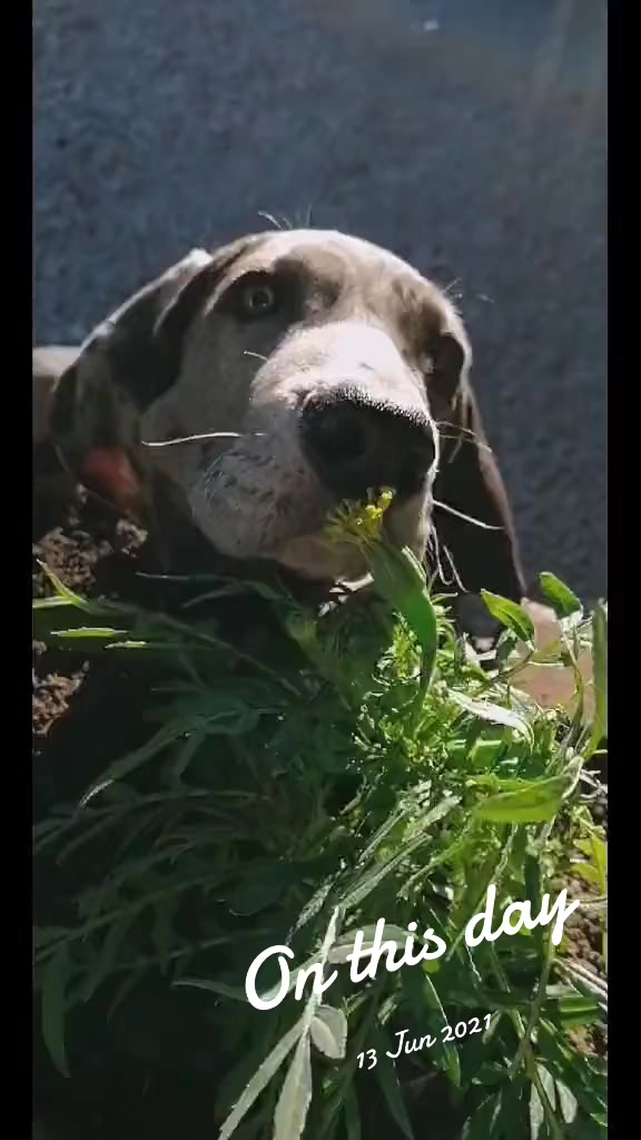 @Mafiacanecorso