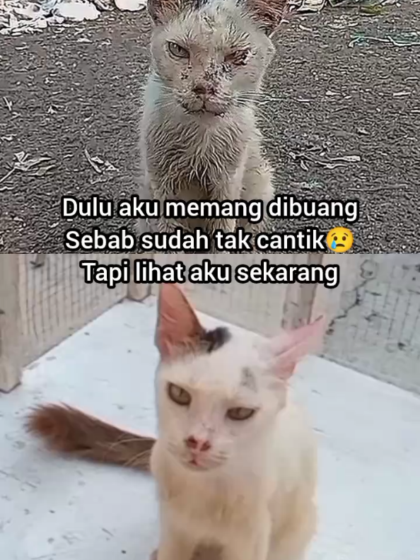 @Kucing Rumah Ronal