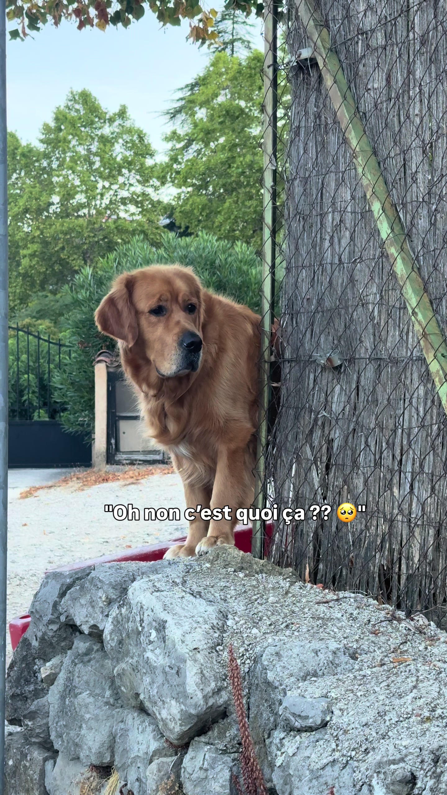 @Uggy Le Golden 🐶