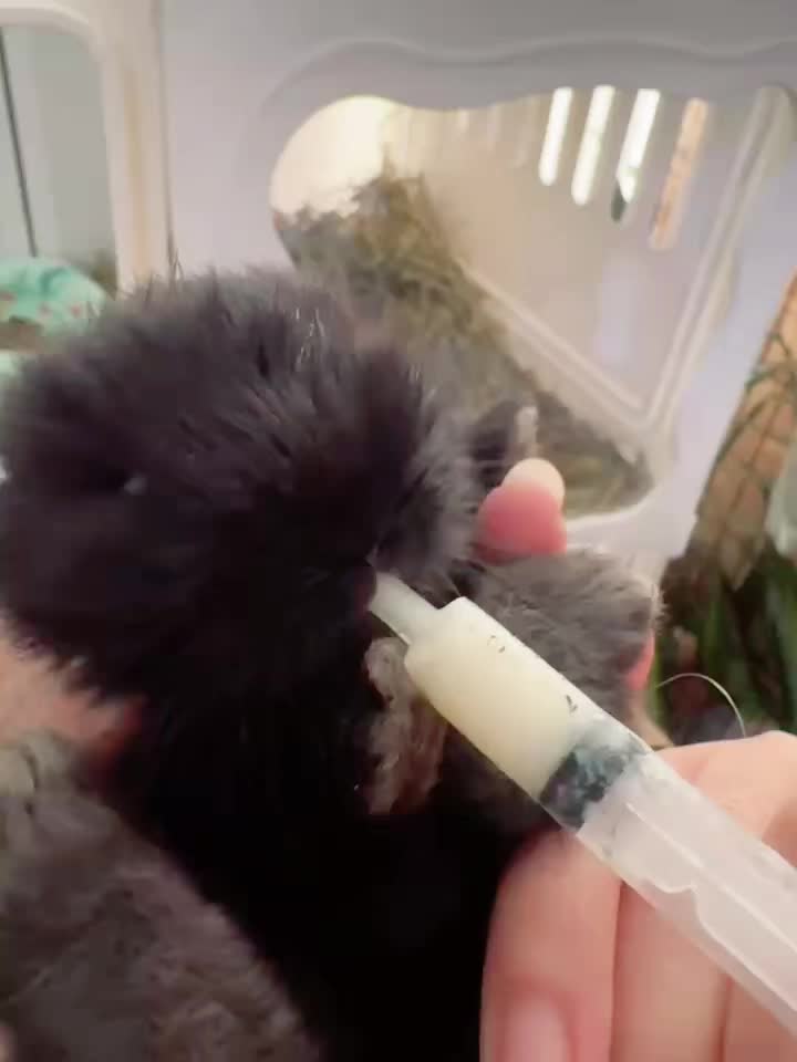 @🐩Momofpets🐾🐇🐢