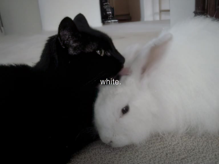 @Mocha