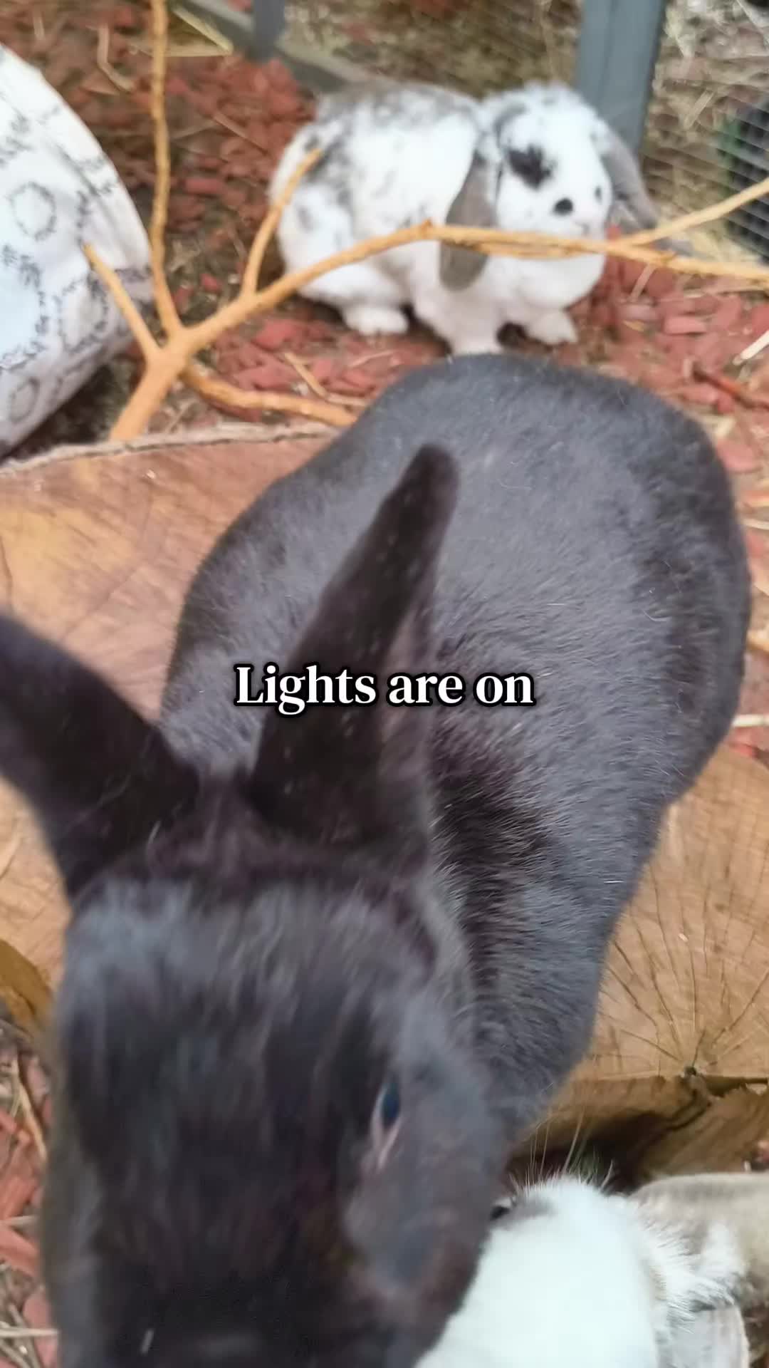 @𝙽𝚘𝚗𝚘❤︎