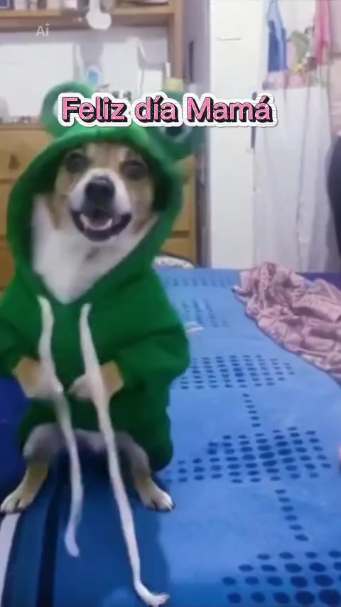 @luiselpollo95