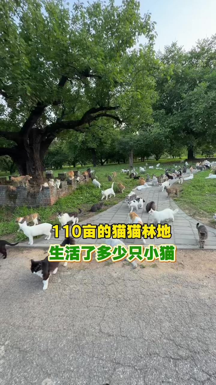 @小可爱猫猫们