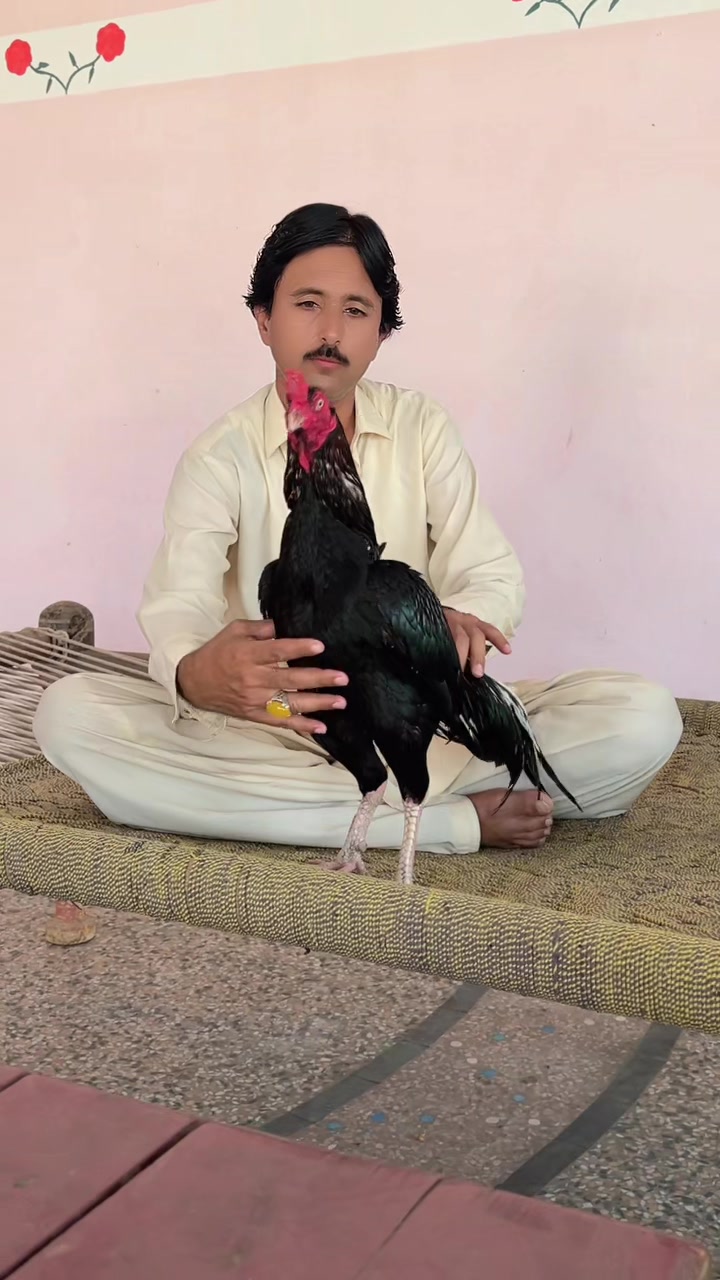 @ملک شبران اصیل گروپ 333 پپلاں