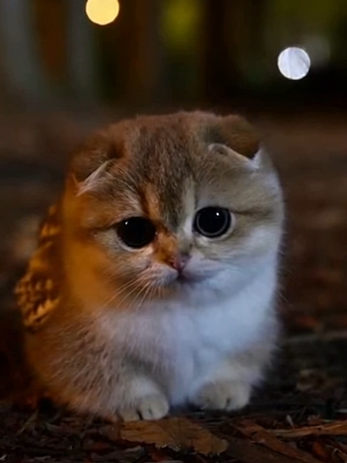 @meowlove