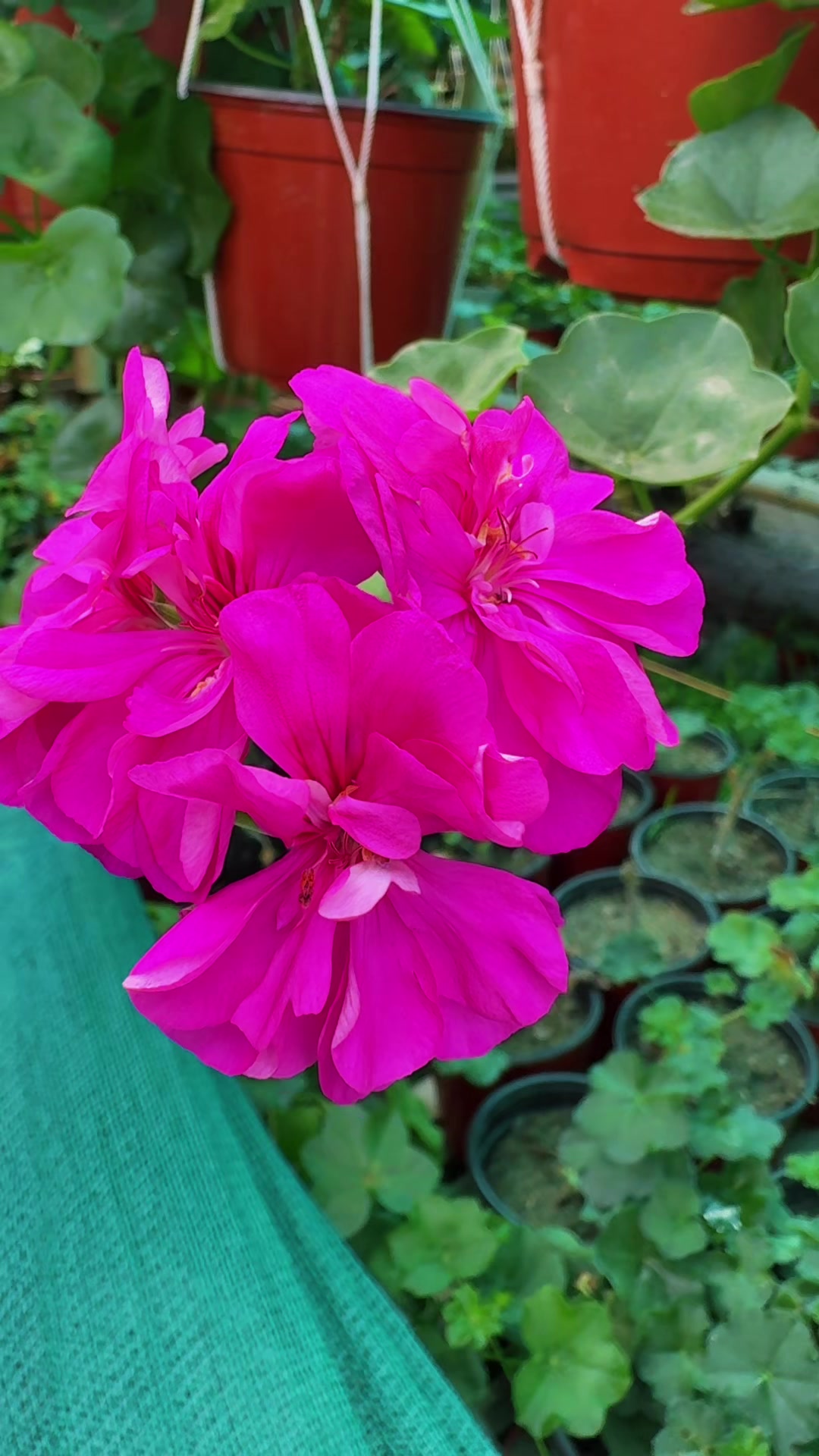 @Nirvan Nursery