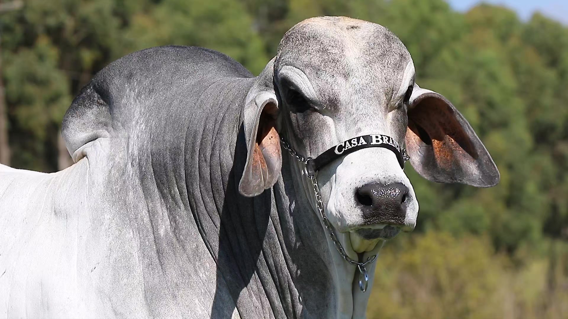 @SEMEX
