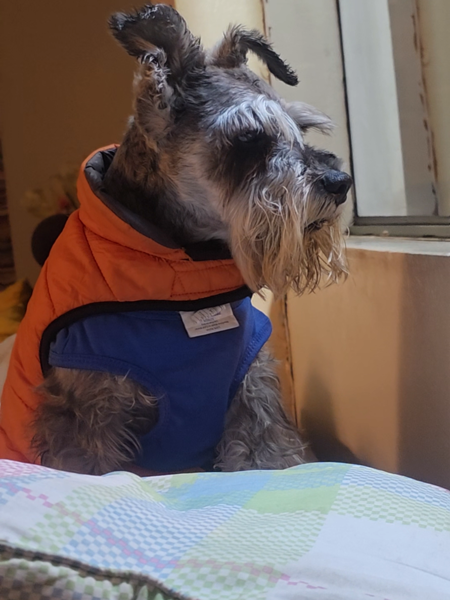 @Forest🐶.schnauzer