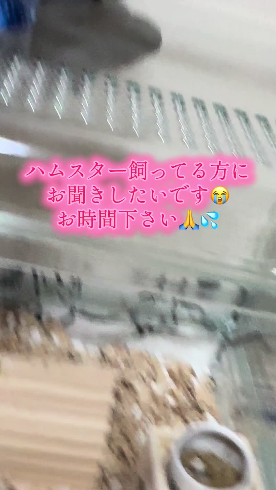 @田舎のネズミ