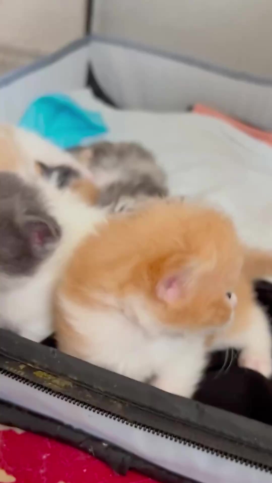 @catbosssss