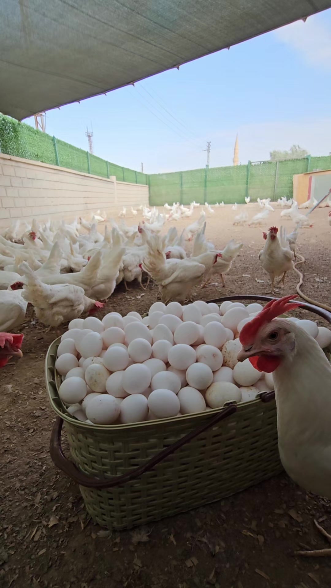 @mgmustafagök