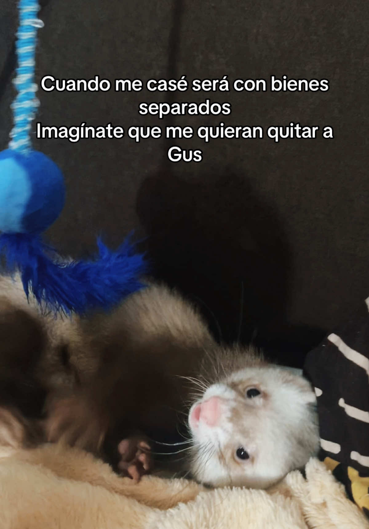 @lauramazoo