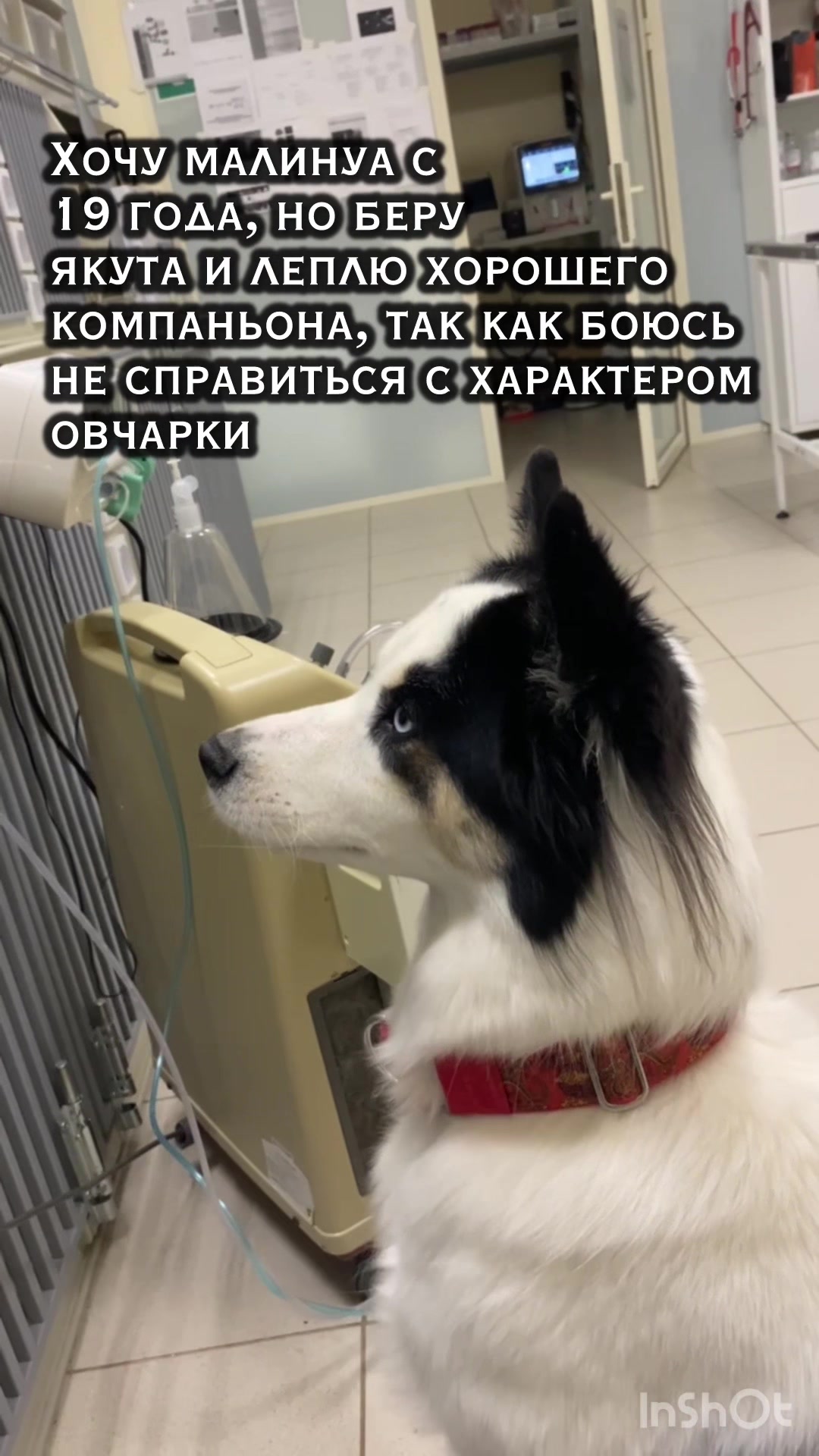 @Дизлайка
