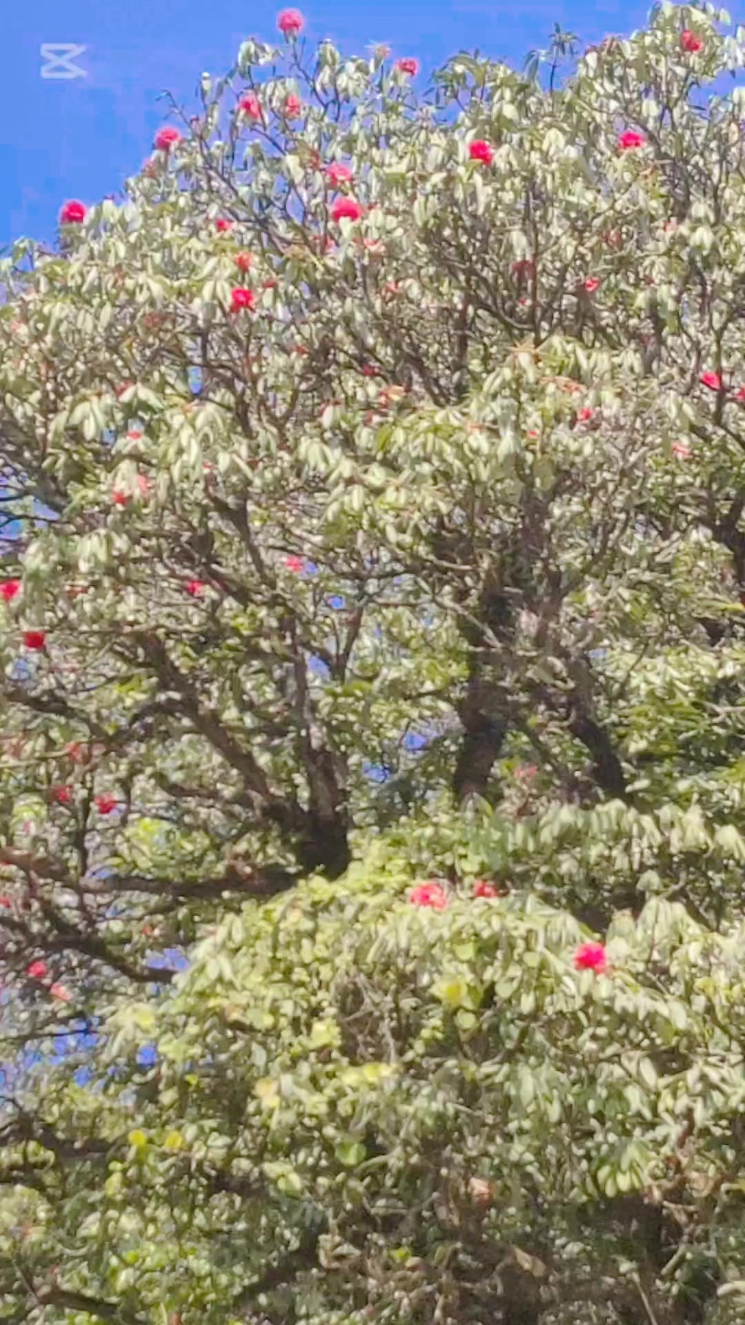 @Ru🐝 Adhikari