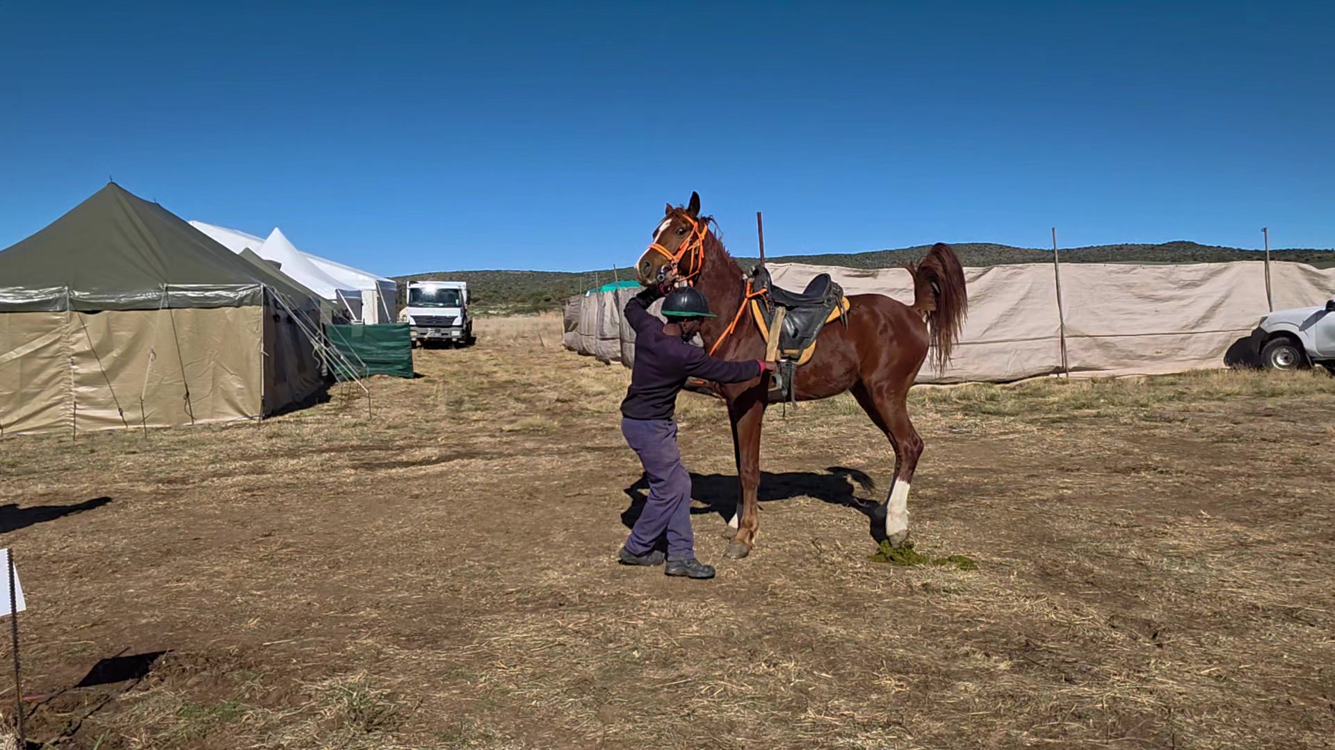 @uitzicht_arabian_stud