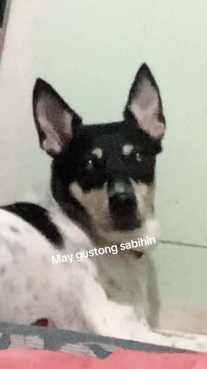 @Sir Kim