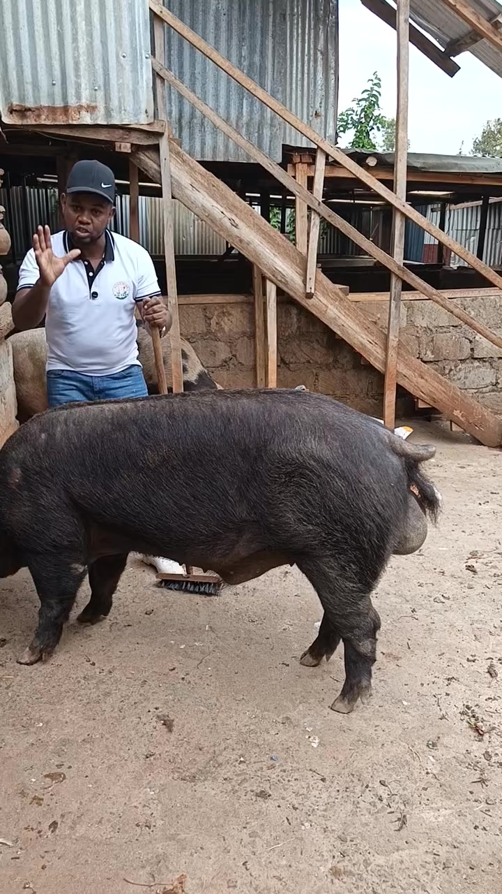 @Pigbreeder