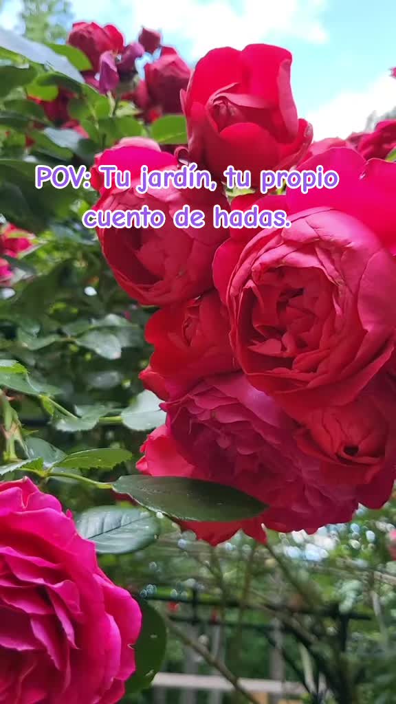 @doly.dfn