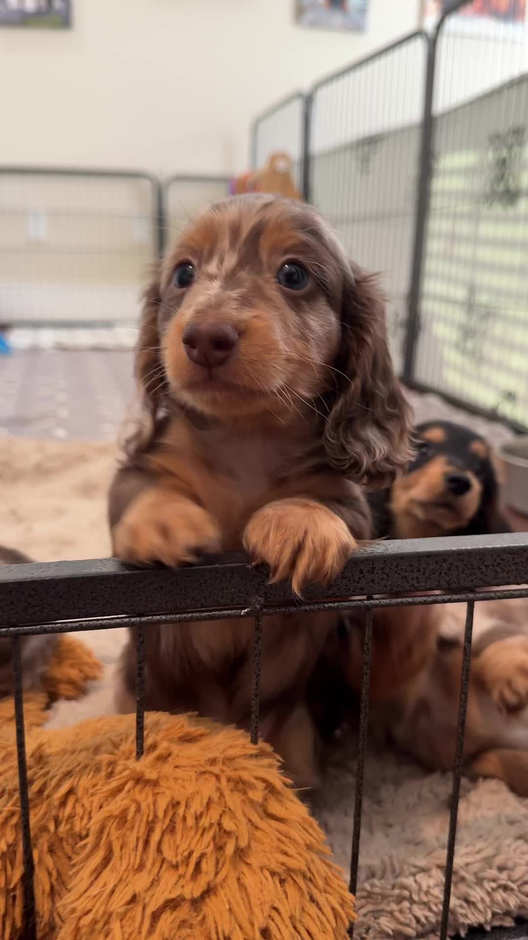 @Taylored Dachshunds