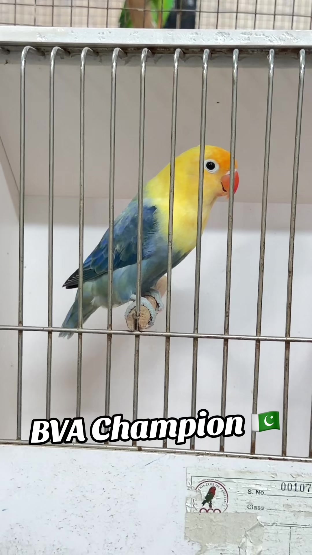 @AdilBirdsFarm