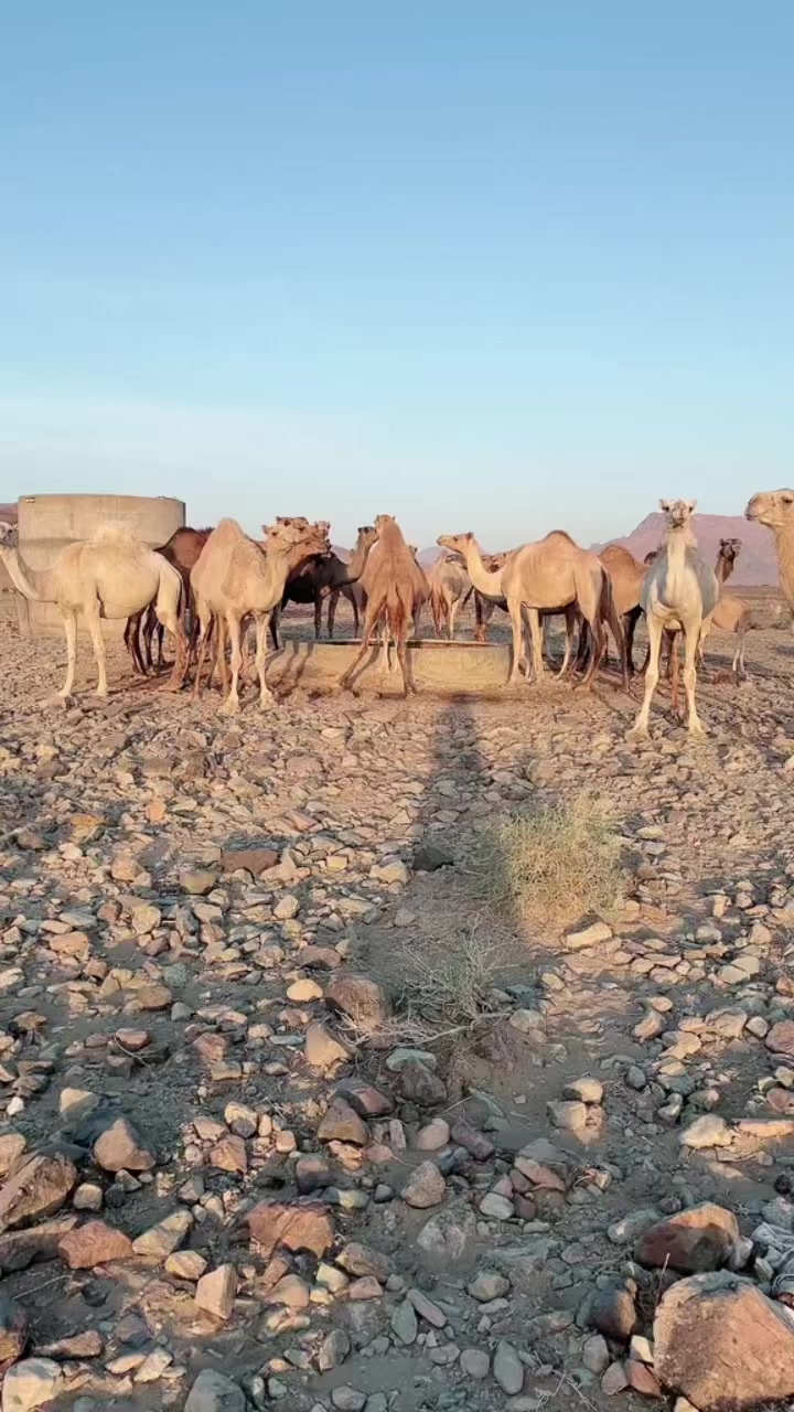 @سليمان البلوي