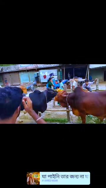 @md tofayel