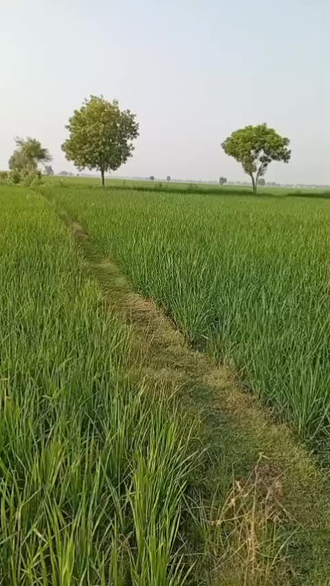 @SarDar Sargani