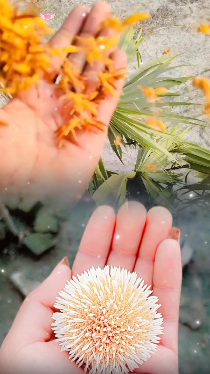 @꧁✨❤️ᴹą𝑚ąB𝖍ᥲ𝑛ٱ𝚒❤️✨꧂