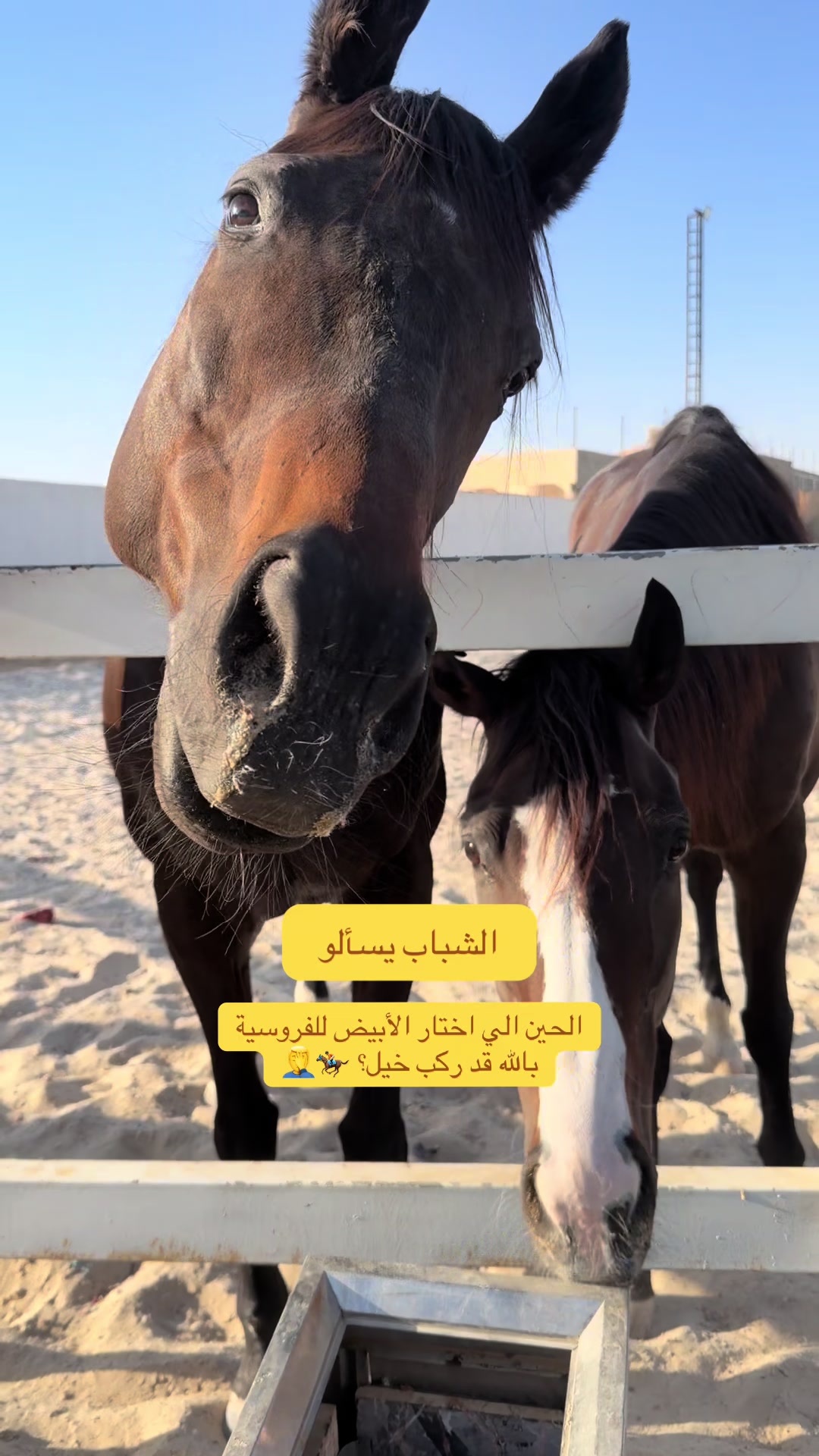 @Horsey.blee