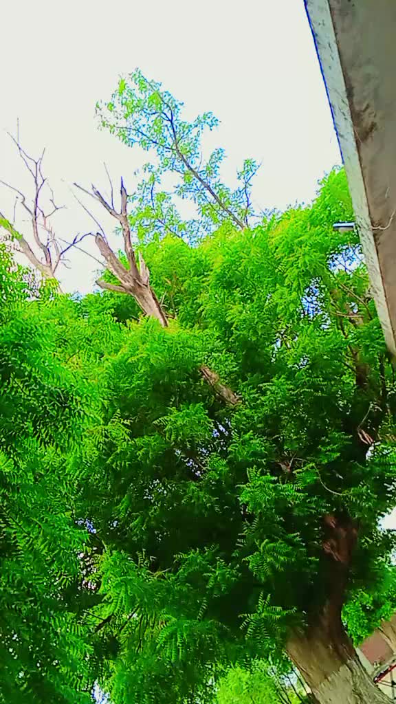 @رائے نعیم یاسین کھرل