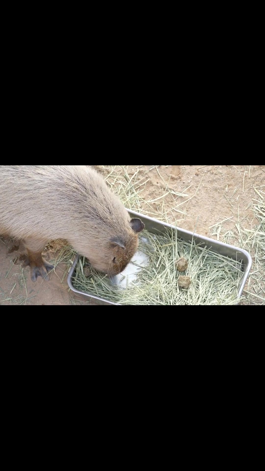 @capybaraninja