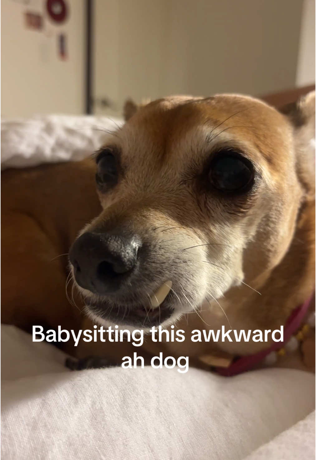 @str4wb3rrysoph