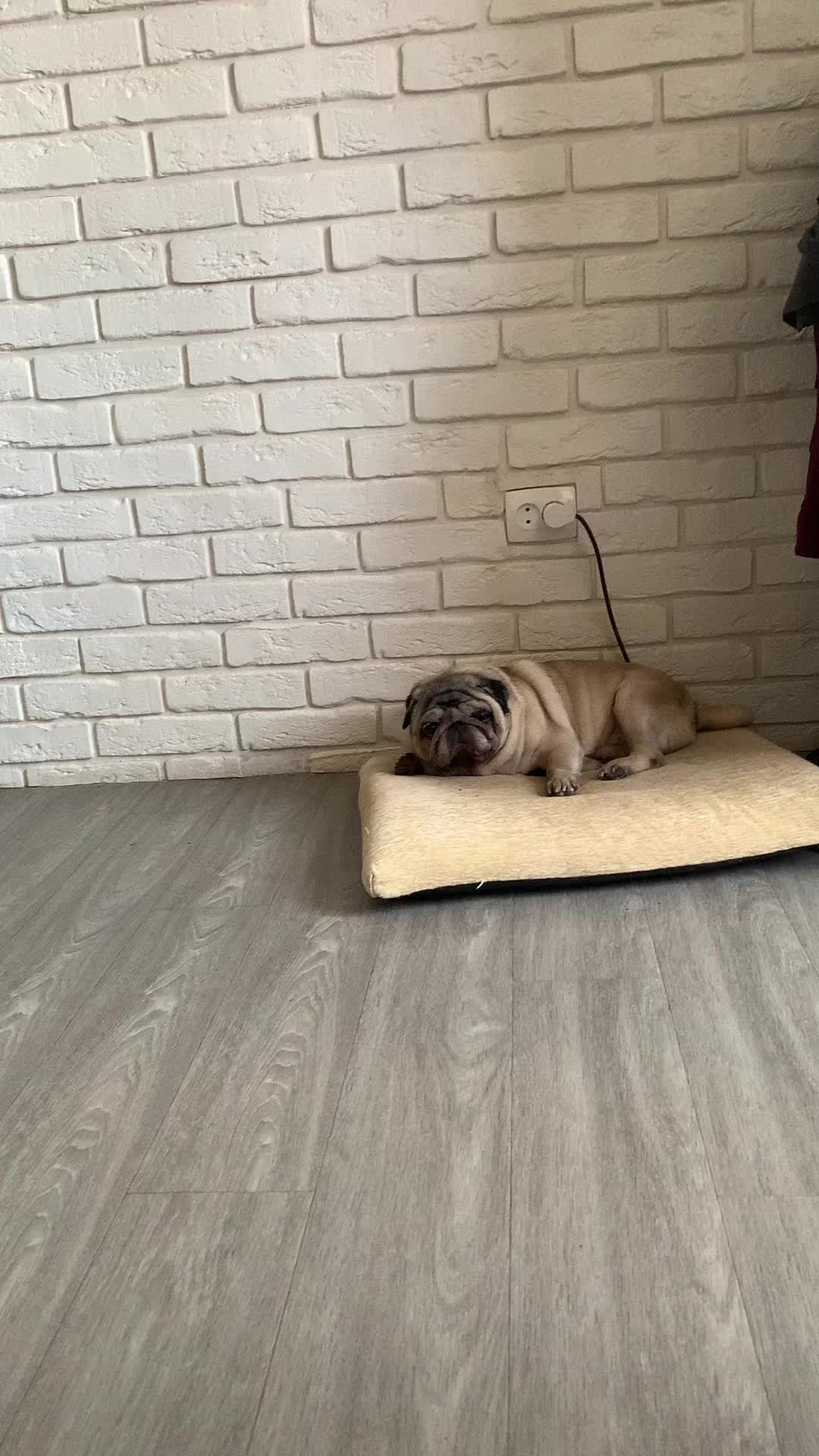 @Тру: ЖоРкА