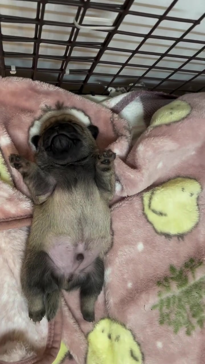 @Pug Puppies world 🐶❤️