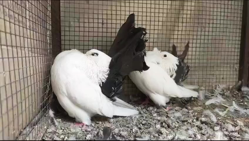 @royal birds