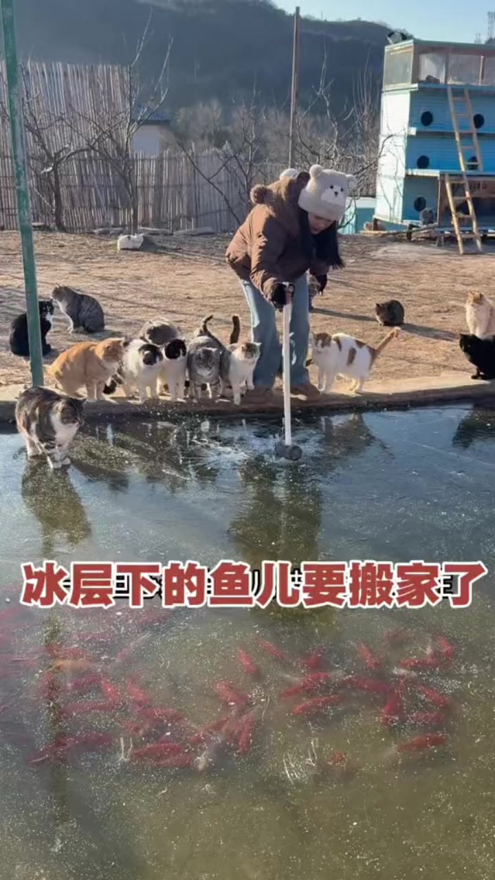 @小可爱猫猫们