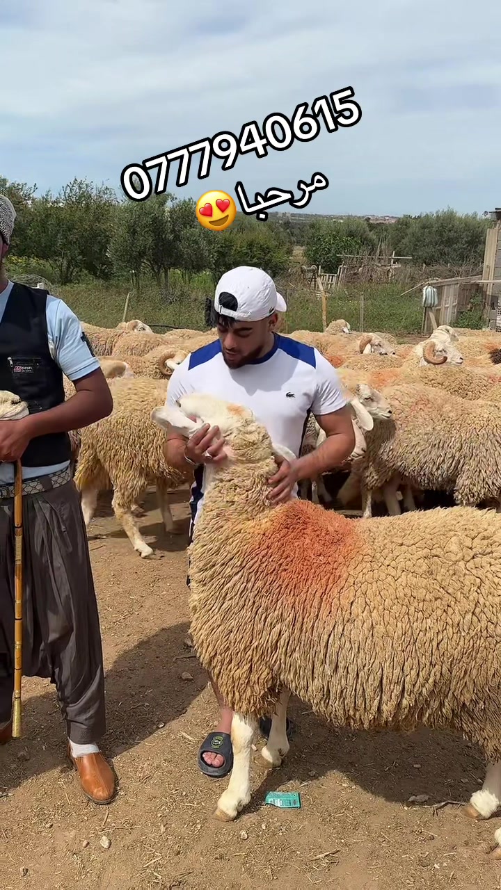 @ÃBDõ Baligo 31 🇩🇿👀🗣️