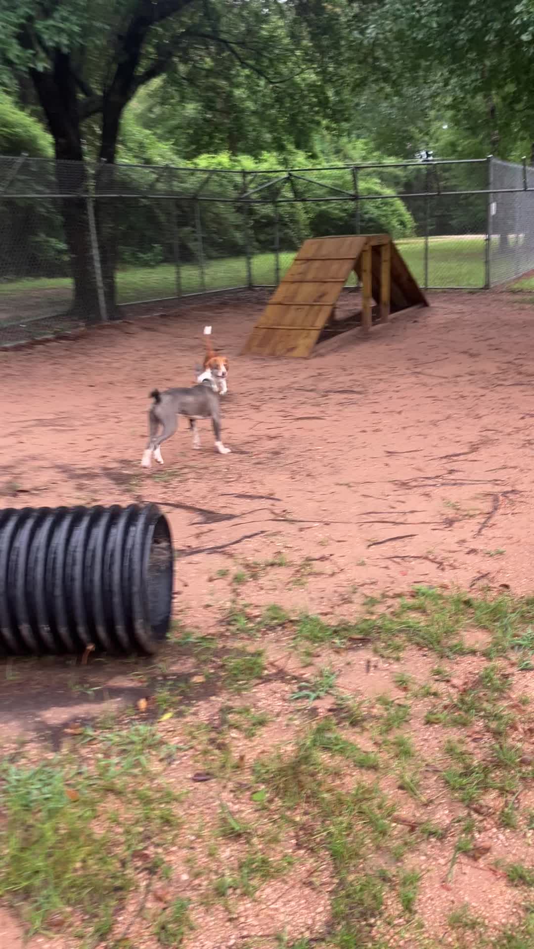 @AbandonedAnimalRescue